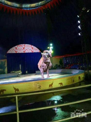 馬戲團表演出租戶外環(huán)球飛車表演租賃馬戲團整套出租