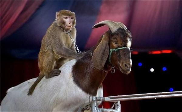 馬戲團動物表演需要審批哪些手續才行_動物租賃網