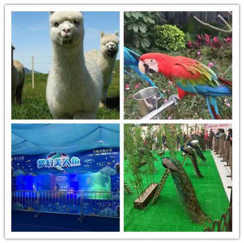 四會馬戲團表演出租順展優(yōu)惠