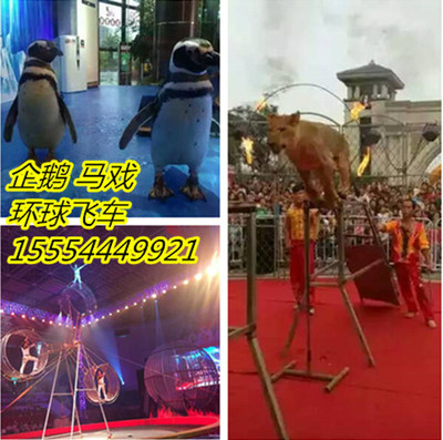 保定市海獅表演出租_企鵝_馬戲團_山東眾鑫動物租賃 - 商國互聯(lián)網(wǎng)