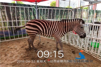 威海出租整套馬戲團表演,滿意后結(jié)款