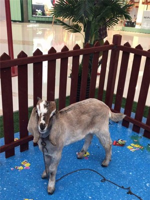 漣源馬戲團巡展租賃租賃公司