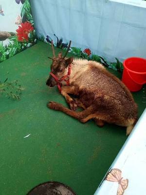 鐵嶺西豐演出租賃馬戲團(tuán)美人魚