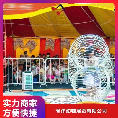 馬戲團(tuán)表演出租活動(dòng)慶典