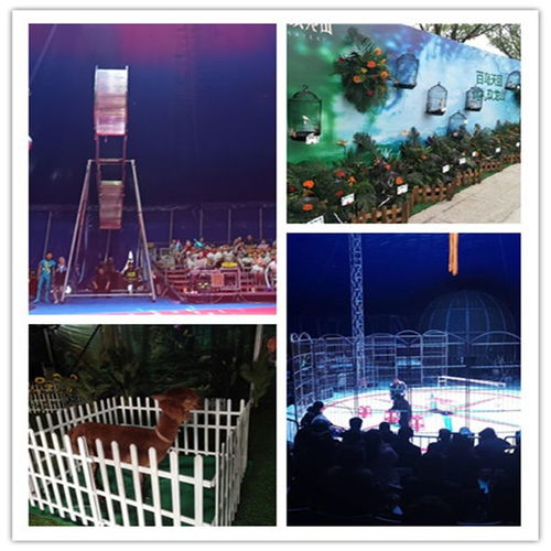 青海格爾木市哪里有馬戲團(tuán)表演租賃