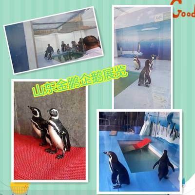 哪有專業(yè)馬戲團(tuán)表演出租洛陽(yáng)市人員雜技租賃