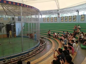 歷時(shí)24年的馬戲表演叫停遇阻 動(dòng)物園 將依法勸退