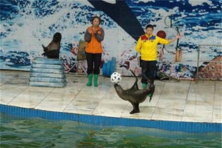 鳳城歡迎邂逅海洋生物展海獅表演項(xiàng)目