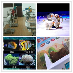 山西陽(yáng)曲出租海獅表演本地有嗎呆萌可愛