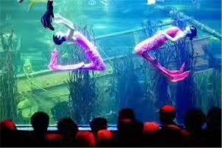 郟縣雜技馬戲團(tuán)表演動(dòng)物主題暖場活動(dòng)