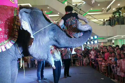 出租大型精彩馬戲團(tuán)表演滄州市