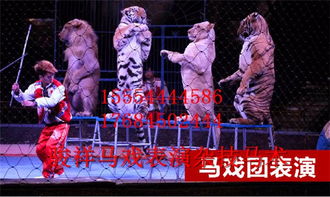 鎮平專業環球飛車馬術表演出租租賃馬戲表演