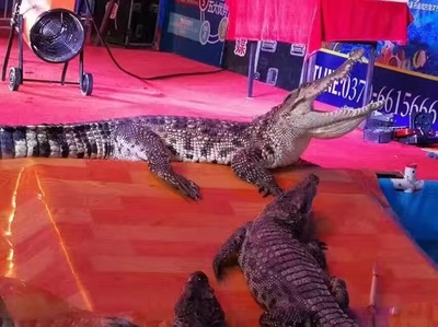 鱷魚展鱷魚表演出租專業鱷魚表演團隊鱷魚出租出賃