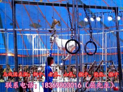 陜西省渭南市哪里有出租海獅表演、馬戲團表演的呀!
