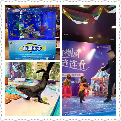 徐州市馬戲團表演出租檔期充足哪里有