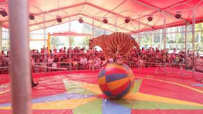 大型馬戲團河南南陽市大型馬戲團租賃價格