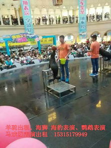 出租馬戲團(tuán)表演d沈陽(yáng)海獅 海豹表演租賃公司