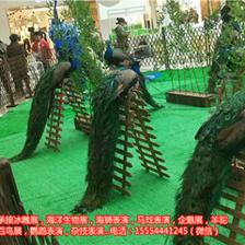 黑龍江雙城市馬戲團(tuán)表演租賃出租羊駝