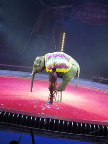 馬戲團租賃哪里有羊駝大象租賃策劃活動暖場