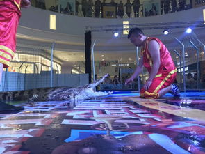 煙臺市馬戲團(tuán)租賃小丑猛獸動物表演租賃