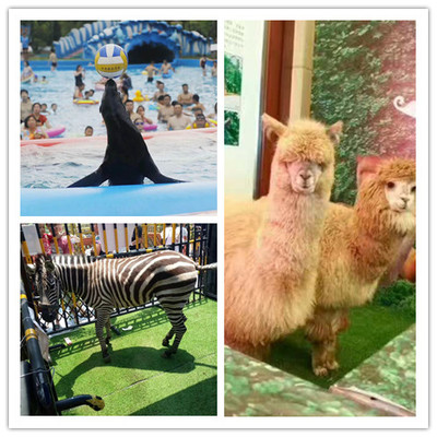 衢州馬戲團(tuán)死亡飛輪表演出租一場單價(jià)