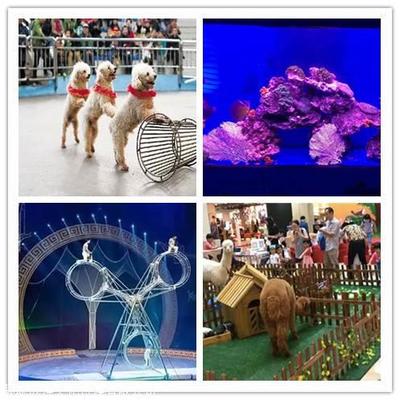 鸚鵡表演,百鳥園展覽,萌寵動物租賃,馬戲團(tuán)商演電話