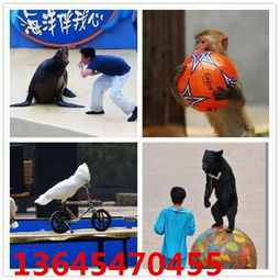 江蘇吳江百鳥(niǎo)展金剛鸚鵡表演租賃大海洋館