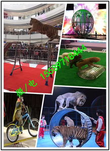 山西省忻州市海洋魚(yú)缸展出租j證件齊全