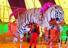 蚌埠江山御景知名馬戲團(tuán)空降懷遠(yuǎn)