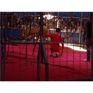 哪里有憑租海獅表演的、畢節出租馬戲團-企匯網