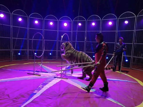 大型馬戲團(tuán)派對 驚險(xiǎn)刺激馬戲團(tuán)表演出租租賃