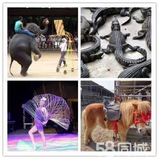 皇家大馬戲團(tuán)雜技表演出租 動物表演 騎乘馬羊駝?wù)褂[出租