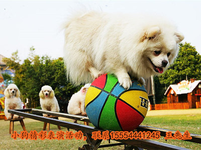 出租企鵝-出租馬戲團(tuán)演出湖南省_出租_云商網(wǎng)