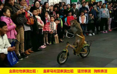 黃石市馬戲團(tuán)表演出租 人員雜技表演動物展覽