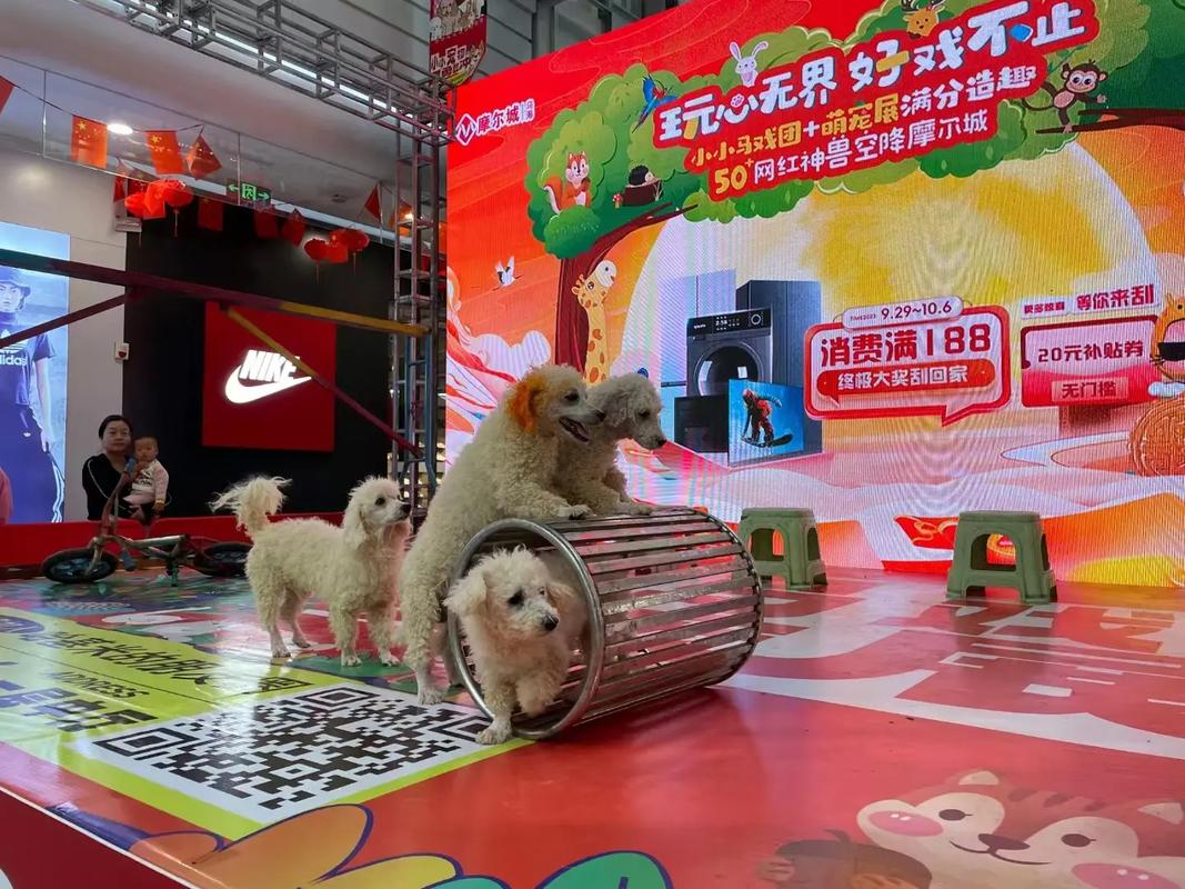 動物出租#馬戲團表演出租#海獅表演出租#羊駝出