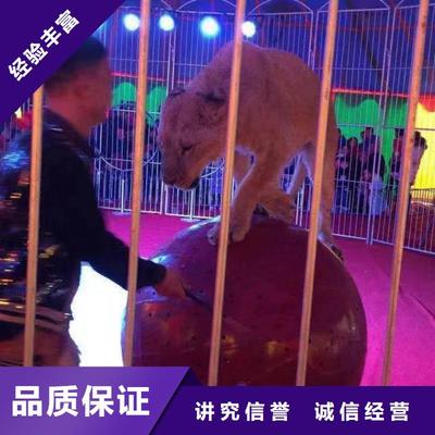 【馬戲團/羊駝-馬戲團表演出租租賃高性價比】