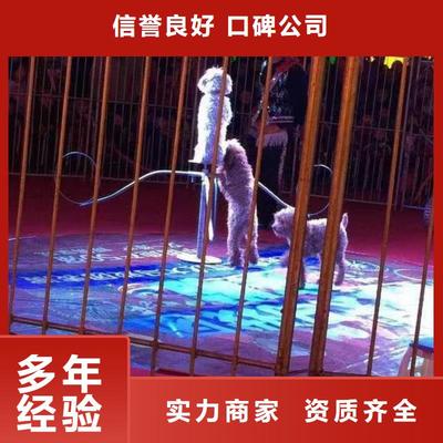馬戲團/羊駝馬戲團表演正規(guī)公司