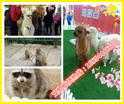 澳洲進口羊駝、矮馬哪里有賣的、武穴市_動物表演出租_馬戲團動物表演_羊駝租賃_山東金鵬珍禽養(yǎng)殖場 - 商國互聯(lián)網(wǎng)