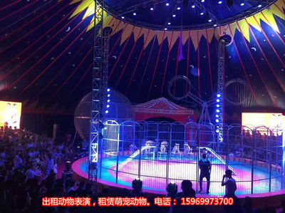 馬戲團表演出租節(jié)目,景點租賃小馬戲
