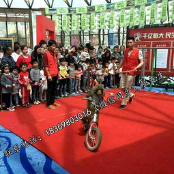 百鳥展與冰雕展租賃服務：鸚鵡表演及冰雕展出的專業(yè)租借指南