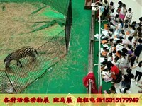 馬戲團表演出租、獅虎表演及冰雕展出租賃全方位指南